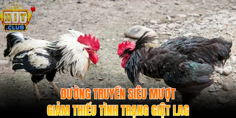 Đá Gà Hitclub - Trải Nghiệm Kịch Tính Và Bảo Mật Tối Ưu 2 Đường truyền siêu mượt, giảm thiểu tình trạng giật lag