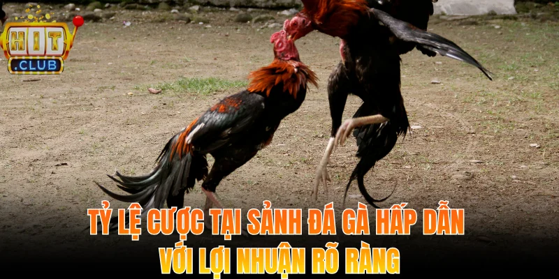 Đá Gà Hitclub - Trải Nghiệm Kịch Tính Và Bảo Mật Tối Ưu 3 Tỷ lệ cược tại sảnh đá gà hấp dẫn với lợi nhuận rõ ràng